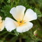 1000 WHITE CALIFORNIA POPPY Eschscholzia Californica Flower Seeds