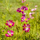 200 COSMOS SEASHELLS Cosmos Bipinnatus Sea Shells Flower Seeds