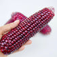 35 BLOODY BUTCHER Red CORN Edible & Ornamental Heirloom Zea Mays Vegetable Seeds