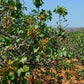5 PISTACHIO NUT TREE Pistacia Vera Fruit Red Flowers Seeds