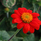 50 RED MEXICAN Torch SUNFLOWER Tithonia Rotundifolia Red Orange Flower Seeds