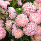 30 Duchess APRICOT PAEONY ASTER French Peony Callistephus Double Flower Seeds