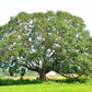 30 FICUS TREE (Bodhi Tree / Sacred Fig / Bo Tree / Pipal) Ficus Religiosa Seeds