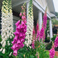 1000 FOXGLOVE EXCELSIOR MIX Digitalis Purpurea Mixed Colors Flower Seeds