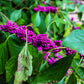 40 American PURPLE BEAUTYBERRY Shrub Flower Callicarpa Americana Seeds