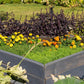 500 DARK OPAL BASIL (Purple Ruffles) Ocimum Basilicum Herb Flower Seeds