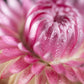 50 PINK DOUBLE STRAWFLOWER Helichrysum  Xerochrysum Bracteatum Flower Seeds