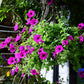 200 Mixed LAURA BUSH PETUNIA Violacea Integrifolia Pink Purple Trumpet Flower Seeds