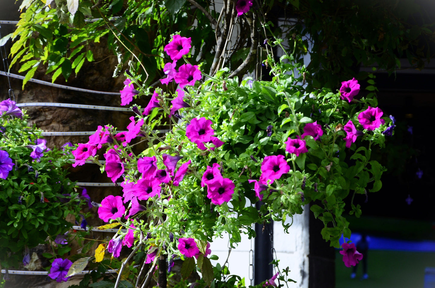 200 Mixed LAURA BUSH PETUNIA Violacea Integrifolia Pink Purple Trumpet Flower Seeds
