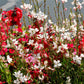 100 White GAURA WHIRLING BUTTERFLIES Gaura Lindheimeri Flower Seeds