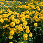 50 SUMMER SUN SUNDROPS Yellow Heliopsis Scabra False Sunflower Flower Seeds