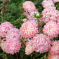 30 Duchess APRICOT PAEONY ASTER French Peony Callistephus Double Flower Seeds