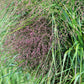 1000 SWITCHGRASS Tall Panic Switch Grass Panicum Virgatum Red Flower Seeds