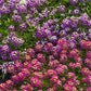 500 Sweet ALYSSUM ROYAL CARPET Lobularia Maritima Violet Blue Flower Seeds