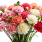 100 Mixed CARNATION / DOUBLE DIANTHUS Chinensis Flower Seeds