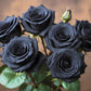 5 BLACK ROSE Rosa Bush Shrub Perennial Flower Seeds