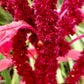 150 AMARANTHUS PYGMY TORCH (Prince of Wales Feather) Amaranthus Hypochondriacus Flower Seeds