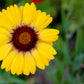 100 YELLOW GAILLARDIA (Blanket Flower / Indian Blanket) Gaillardia Aristata Flower Seeds
