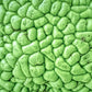 10 HEDGE APPLE Osage Orange Horse Apple Monkey Ball Maclura Pomifera Tree Seeds