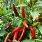 50 TABASCO PEPPER Hot Red Capsicum Fruitescens Vegetable Seeds