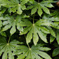 10 JAPANESE FATSI Shrub Flower Paperplant Fatsia Aralia Japonica Seeds