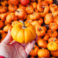 20 JACK Be LITTLE PUMPKIN Miniature Vegetable Cucurbita Pepo Seeds