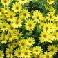 50 LEMON QUEEN SUNFLOWER Perennial Helianthus Yellow Flower Seeds