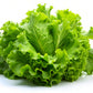 3000 Black Seeded Simpson LEAF LETTUCE Lactuca Sativa Vegetable Seeds