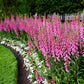 1000 PINK FOXGLOVE Digiitalis Purpurea Flower Seeds