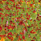 50 MAHOGANY MIDGET COREOPSIS Tinctoria Red Dwarf Flower Seeds