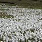 25 TAWNY COTTONGRASS Flower Seeds Eriophorum Virginicum Hare's Tail Cotton Grass Seeds