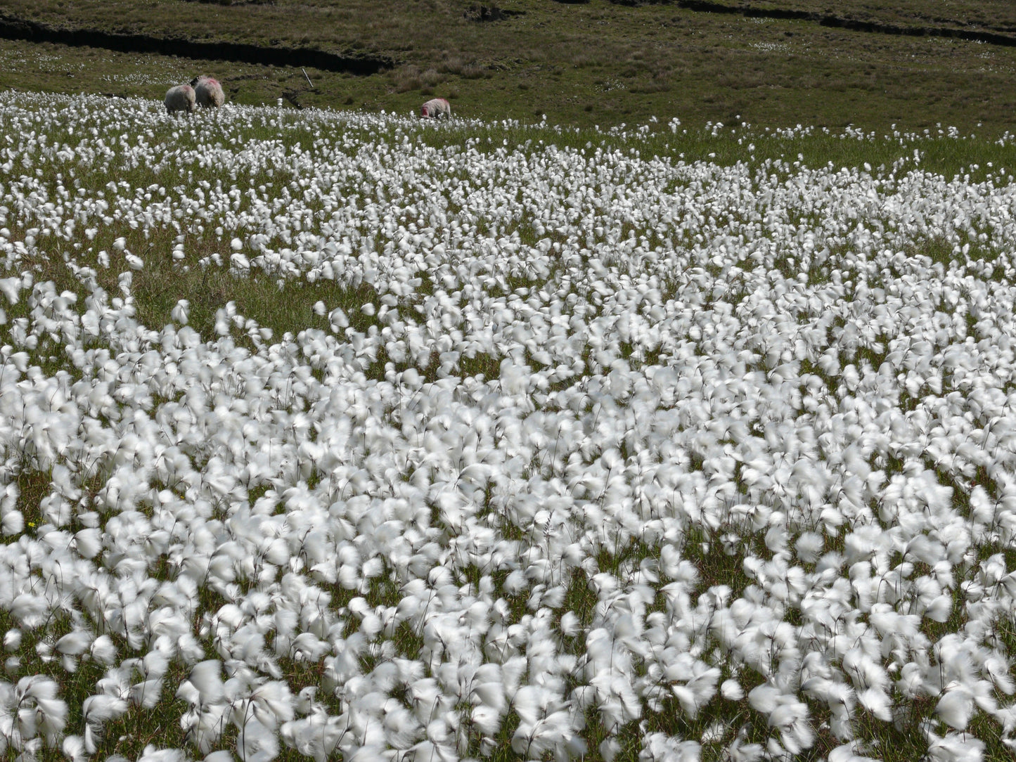 25 TAWNY COTTONGRASS Flower Seeds Eriophorum Virginicum Hare's Tail Cotton Grass Seeds