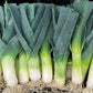 500 BROAD LONDON LEEK Allium Porrum Heirloom White & Green Vegetable Seeds