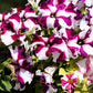 100 STAR MIX PETUNIA Mixed Colors Petunia Violacea Flower Seeds Red Blue Purple
