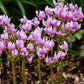 25 MIDLAND SHOOTING STAR (Flamingo Flower / Birds Bills / Prairie Pointer) Dodecatheon Meadia Flower Seeds