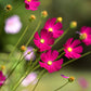300 Wine Red TETRA VERSAILLES COSMOS Bipinnatus Hummingbird Flower Seeds