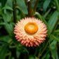 100 APRICOT & PEACH STRAWFLOWER Organic Mix Coral Paper Daisy Helichrysum Xerochrysum Bracteatum Flower Seeds