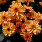 20 Dwarf Mixed Colors REDSKIN DAHLIA Variabilis Red Skin Mix Bicolor Flower Seeds