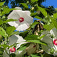 25 Luna WHITE HARDY HIBISCUS Hibiscus Moscheutos Flower Seeds