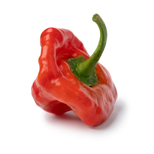 40 Red JAMAICAN HOT PEPPER Capsicum Chinense Scotch Bonnet Vegetable Seeds