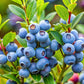 50 Northern HIGHBUSH BLUEBERRY BUSH Vaccinium Fruit Shrub Blue Berry White Flower Seeds