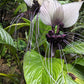 5 WHITE BAT FLOWER Tacca Integrifolia Nivea Bat Head Lily Flower Seeds