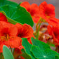 25 Dwarf RED EMPRESS NASTURTIUM Tropaeolum Majus Nanum Hummingbird Flower Seeds