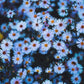 250 SKY BLUE ASTER Azure Aster Azureus Flower Seeds