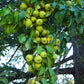 25 EUROPEAN PEAR TREE Pyrus Communis Fruit Seeds - White Flowers / Green Fruit