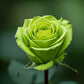 5 GREEN ROSE Rosa Bush Shrub Perennial Flower Seeds