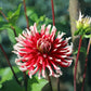 25 CACTUS DOUBLE DAHLIA Mix Variabilis Mixed Colors Hummingbird Flower Seeds
