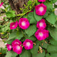 50 SCARLET O'Hara MORNING GLORY Red Ipomoea Nil Flower Vine Seeds