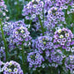 100 WONDERLAND BLUE ALYSSUM Lobularia Maritima Flower Seeds
