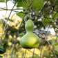 20 BIRDHOUSE GOURD (Hard Shelled Gourd / Calabash) Lagenaria Siceraria Vine Seeds